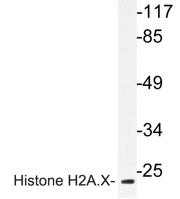 H2AFX / H2AX Antibody (Ser130)