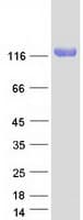Human KIAA1324L Protein (Recombinant Myc-DDK (Flag))