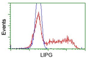 LIPG / Endothelial Lipase Antibody (clone OTI4C1, Carrier-free)