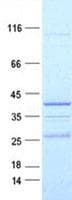 Human NRG4 Protein (Recombinant GST, N-terminus + His, C-terminus)