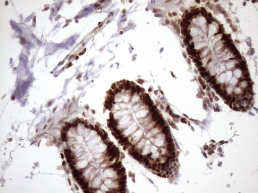 BTEB / KLF9 Antibody (clone OTI8A11, Carrier-free)