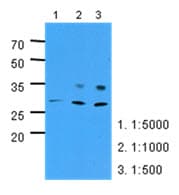 IHC-plus™ PNPO Antibody (clone AT2C7)