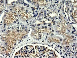 SNX8 Antibody (clone OTI3C4)