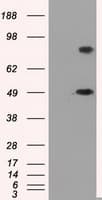 PSMC3 Antibody (clone OTI7D1)