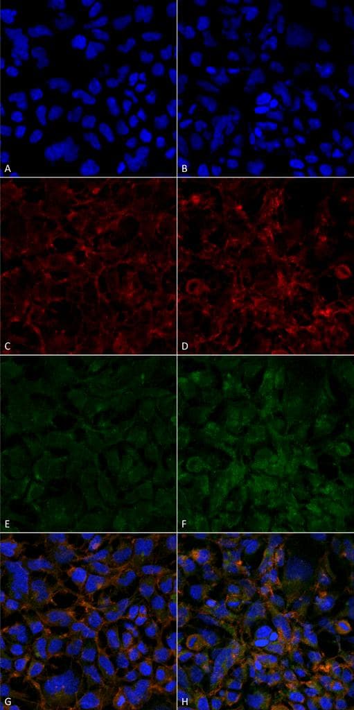 Hexanoyl-Lysine adduct Antibody (clone 5E8, APC)