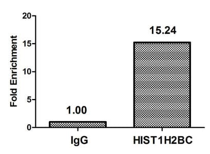 HIST1H2BN Antibody