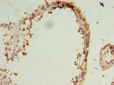 OCIAD1 Antibody