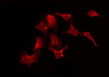 SLC5A3 Antibody