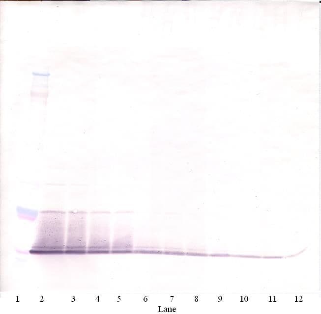 Retnla / RELM Alpha Antibody