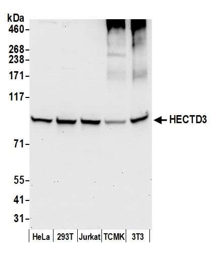 Polyclonal Rabbit anti-Human HECTD3 Antibody (aa811-861, WB)