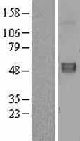 Human FBLN5 / Fibulin 5 Protein (Over-Expression Lysate Myc-DDK (Flag))
