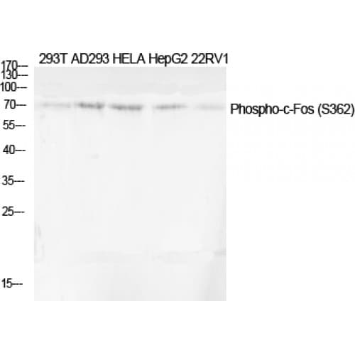 FOS / c-FOS Antibody (300-380 aa)