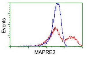 Monoclonal Mouse anti-Human MAPRE2 / EB2 Antibody (clone OTI7C10, IF, WB)