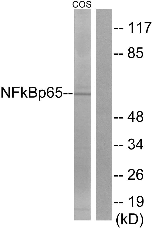 IHC-plus™ RELA / NFKB p65 Antibody (aa275-324)