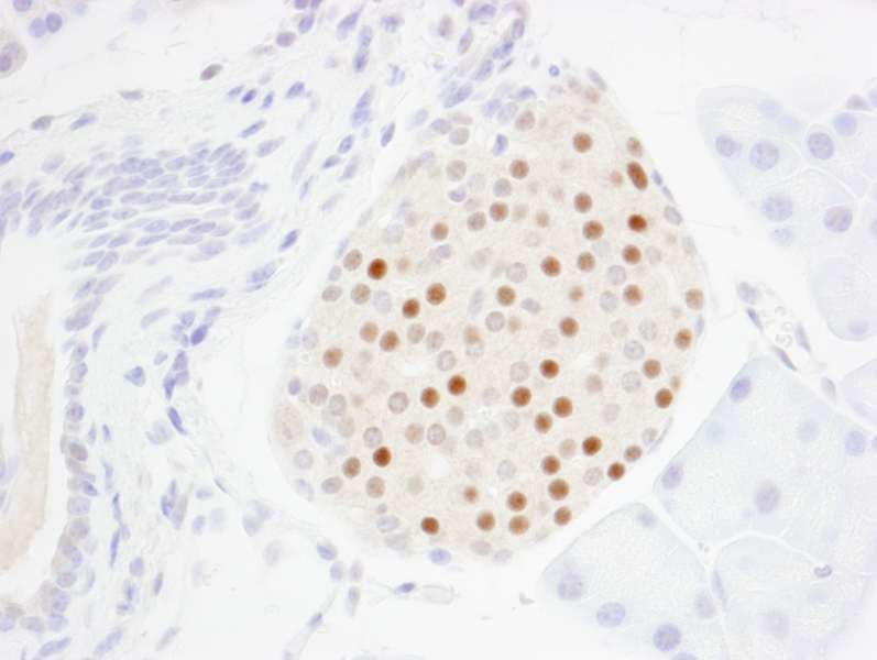 Polyclonal Rabbit anti-Mouse MAFA Antibody (aa300-C-term, IHC)