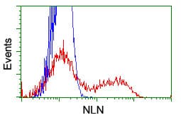 NLN / Neurolysin Antibody (clone OTI3A12)