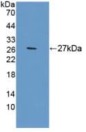 APOA1 / Apolipoprotein A 1 Antibody