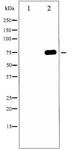 MAPT / Tau Antibody (phospho-Thr231)