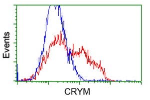 IHC-plus™ CRYM Antibody (clone 1G7)
