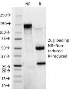 Monoclonal Mouse anti-Human ITGAM / CD11b Antibody (clone ITGAM/271, Azide-free,BSA-free, IF)
