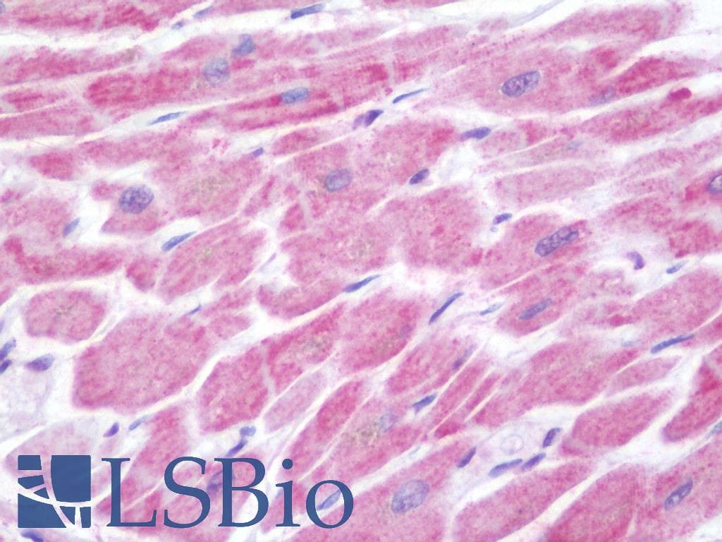 IHC-plus™ LYPD6B Antibody (aa79-108)