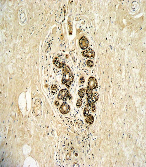 ERBB3 / HER3 Antibody (aa24-55)