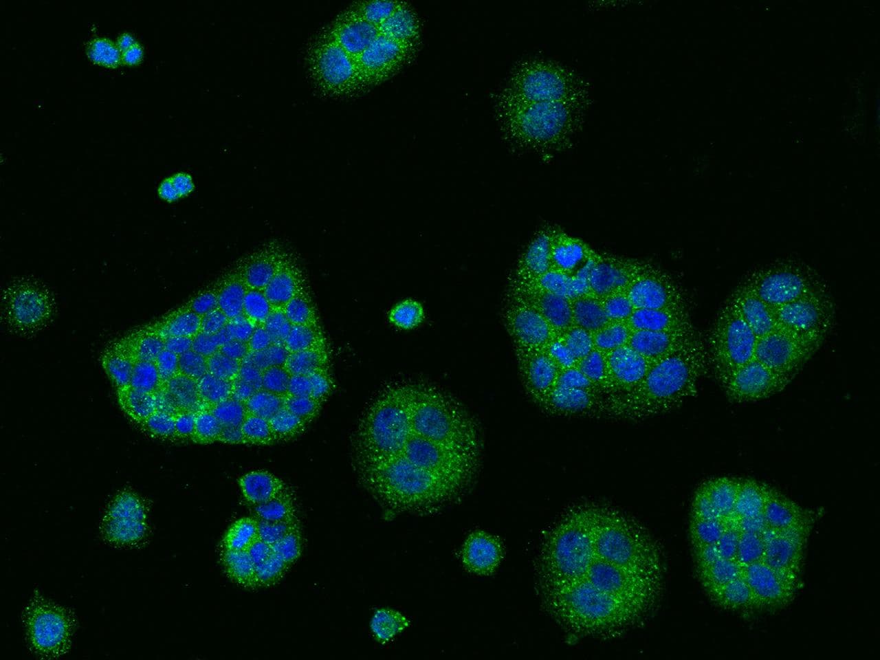 Polyclonal Rabbit anti-Human CD47 Antibody (IHC, IF)