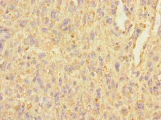 C3orf36 Antibody