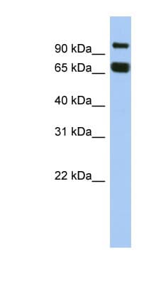 Gametogenetin / GGN Antibody (aa107-156)