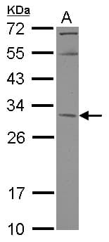 KCTD4 Antibody