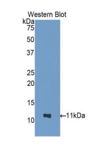 NUCB2 / Nucleobindin 2 Antibody (aa25-104, FITC)