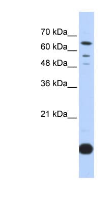 TXN2 / Thioredoxin 2 Antibody (C-Terminus)