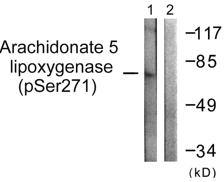 ALOX5 / 5-LOX Antibody (phospho-Ser271)