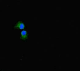 Sulfatase 1 / SULF1 Antibody