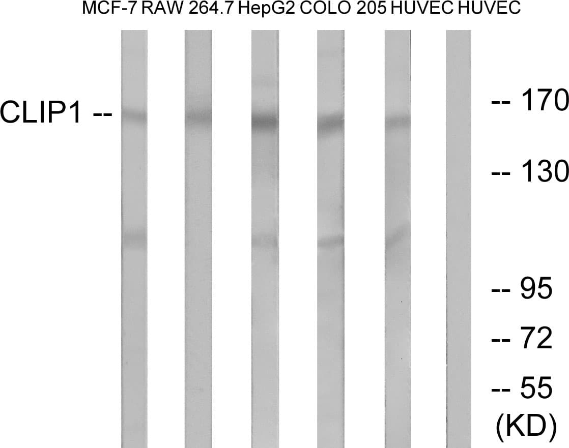 Polyclonal Rabbit anti-Human CLIP1 / CLIP-170 Antibody (aa1291-1340, WB)