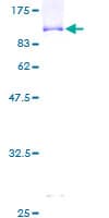 Human LILRB5 / LIR8 Protein (Recombinant GST)