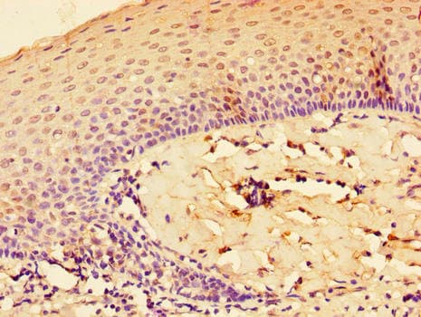 IL-33 Antibody