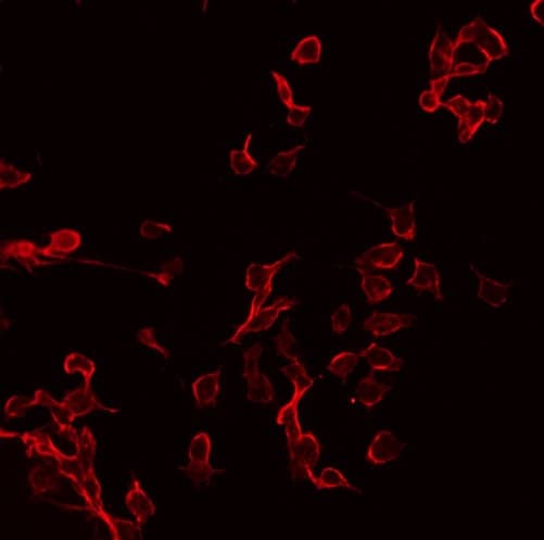 Polyclonal Rabbit anti-Human CRHR2 / CRF2 Receptor Antibody (IHC, IF, WB)