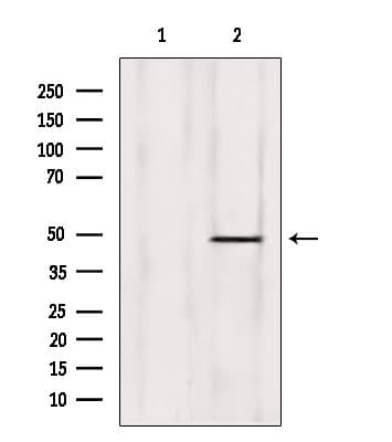 ZNF174 Antibody