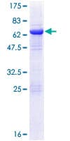 Human EIF3M / PCID1 Protein (Recombinant GST)