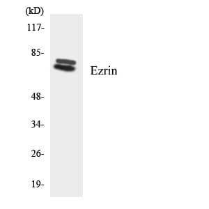 EZR / Ezrin Antibody (aa90-139)