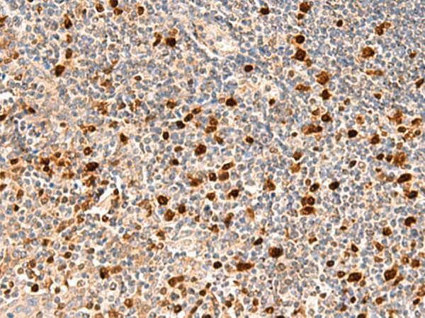 DUT / DUTPase Antibody