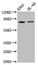 Polyclonal Rabbit anti-Human LPO / Lactoperoxidase Antibody (IHC)