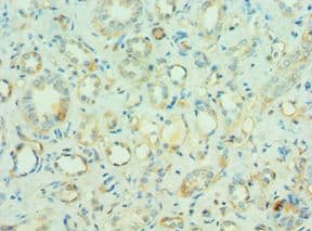 MORF4L1 / MRG15 Antibody (aa1-100)