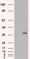 MAPK1 / ERK2 Antibody (clone OTI7E7)