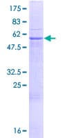 Human PUSL1 Protein (Recombinant GST)