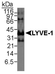 LYVE1 Antibody (C-Terminus, Biotin)