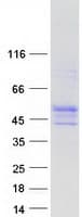 Human WRAP73 / WDR8 Protein (Recombinant Myc-DDK (Flag))
