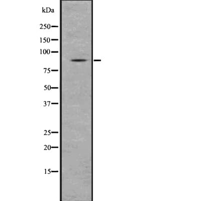 SMURF1 Antibody