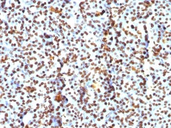 Histone Antibody (clone AE-4)